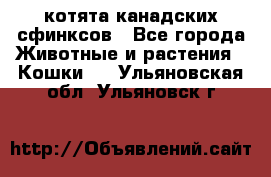 котята канадских сфинксов - Все города Животные и растения » Кошки   . Ульяновская обл.,Ульяновск г.